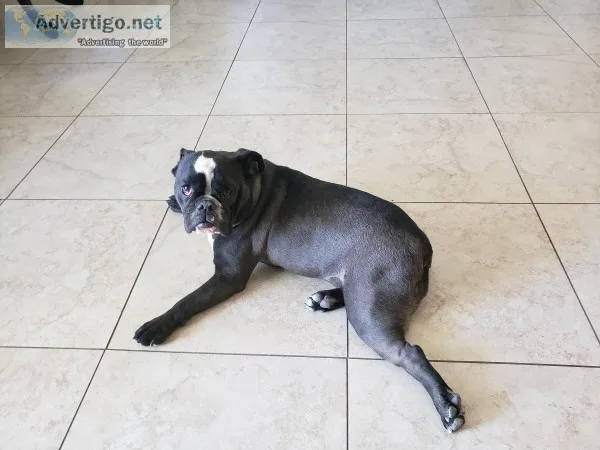 English() Bulldog 9mos FREE