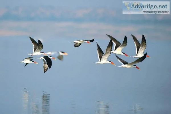bird watching in Agra chambal