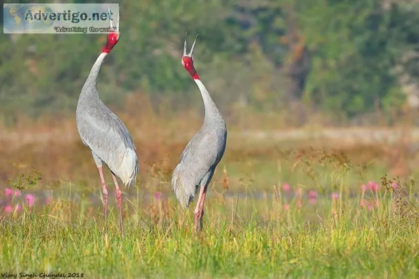 bird watching holidays in india