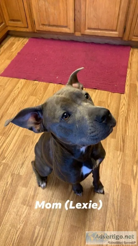 Beautiful Blue Pit Female