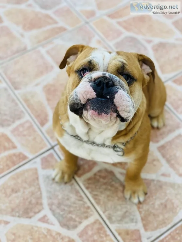 English bulldog