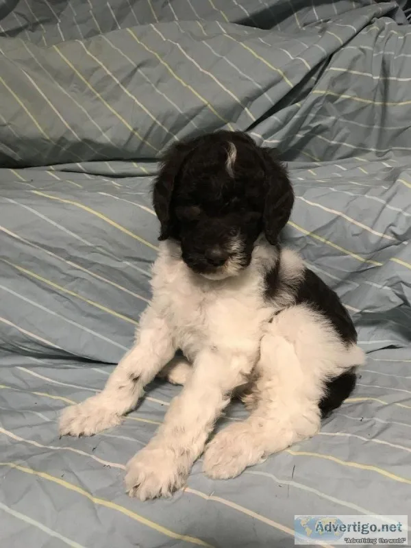 Standard Poodle puppies