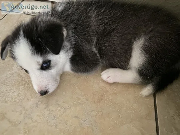 Full Siberian Husky
