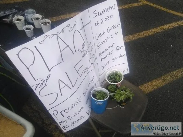 Bi-Mart plant sale in parking lot