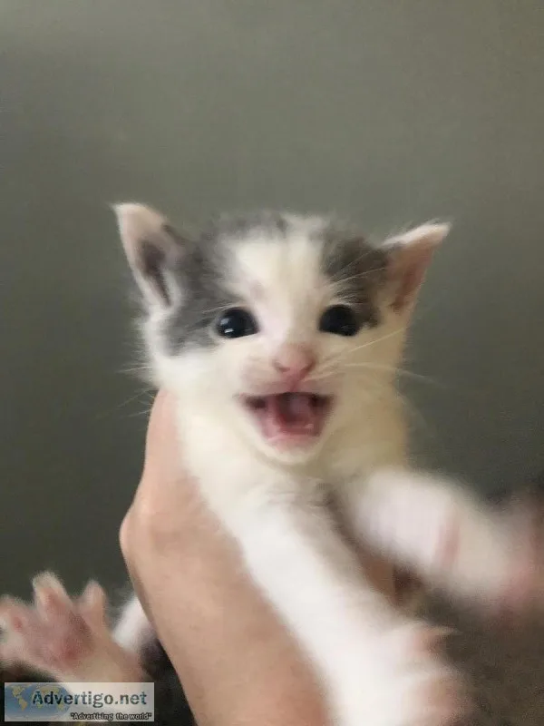 6 kittens free to a good home.