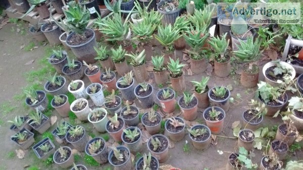 Plants and Shrubbery