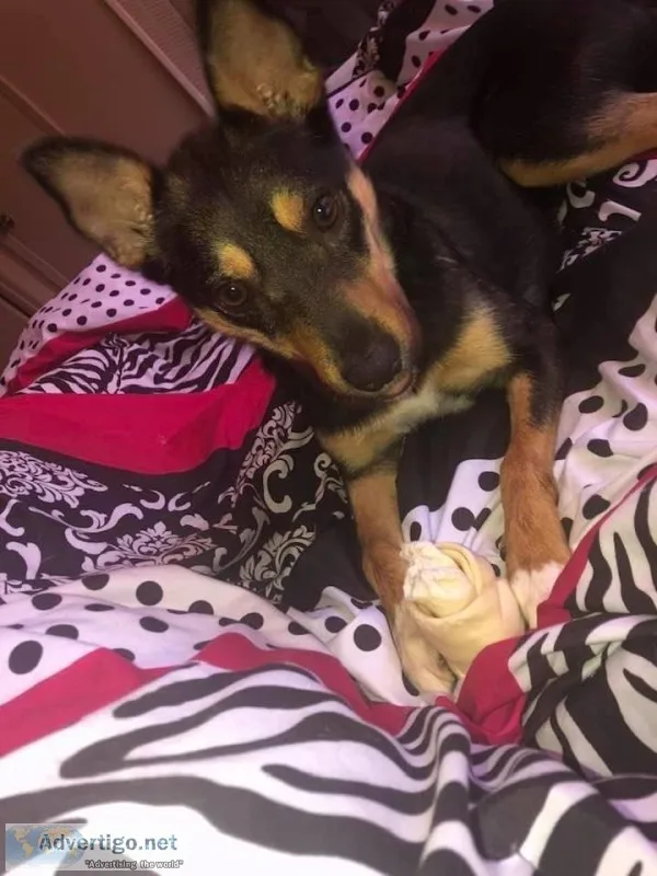 About 1 year old German Shepard Mix