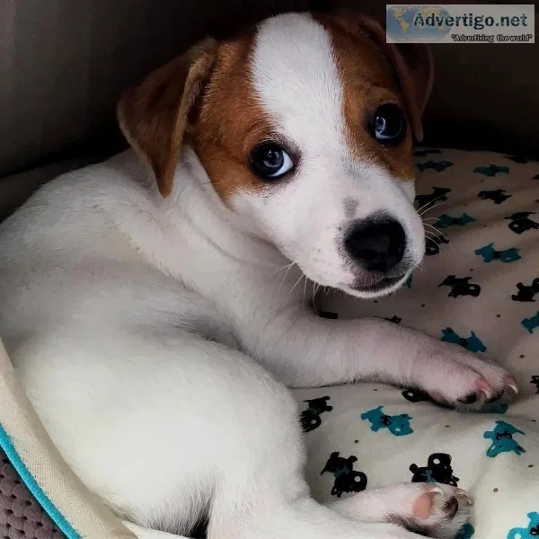 Pure jack Russell puppies for rehoming.