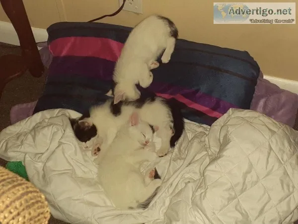 Free 7 wk old kittens.