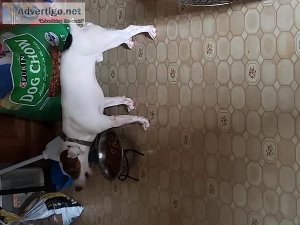 Male jack russel