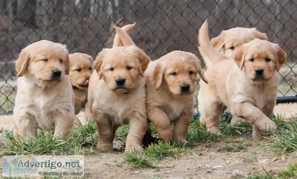 Pure breed puppy store