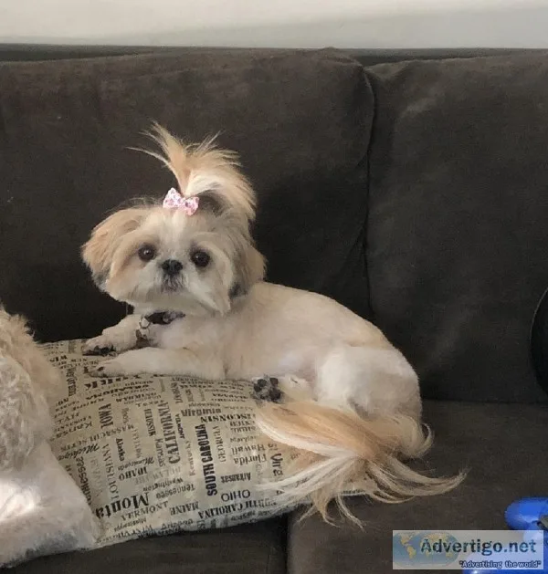 Lost Shih Tzu