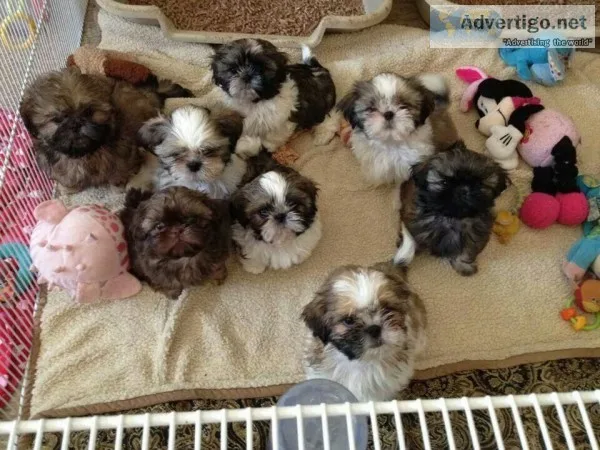 Pure breed puppy store