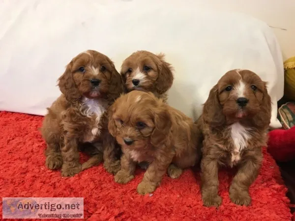 Pure breed puppy store