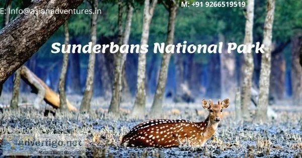 Tiger tours sunderbans