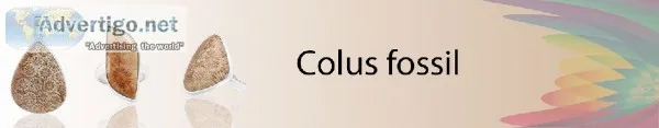 Buy Colus Fossil Stone Jewelry Online At Wholesale Price  Sanchi