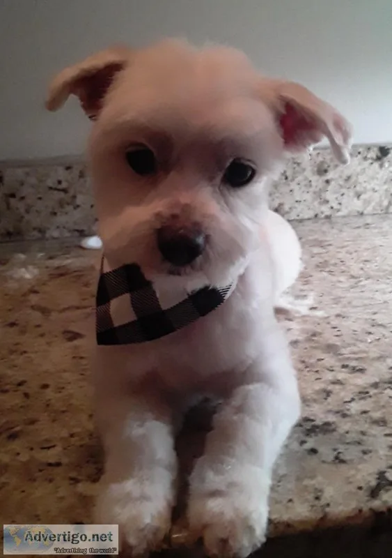 Pet grooming