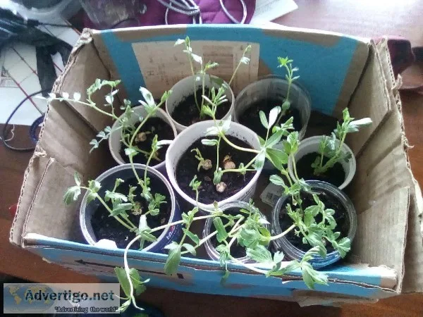 Free books with purchase of chickpea plants