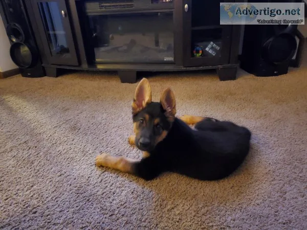 Free German Shepard male to good home