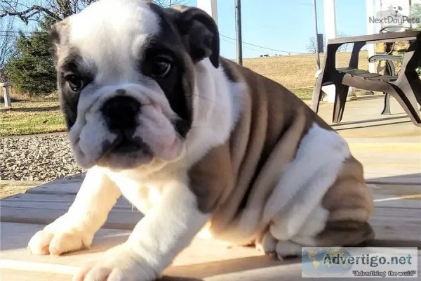 100% Pure Mini English Bulldog puppies.