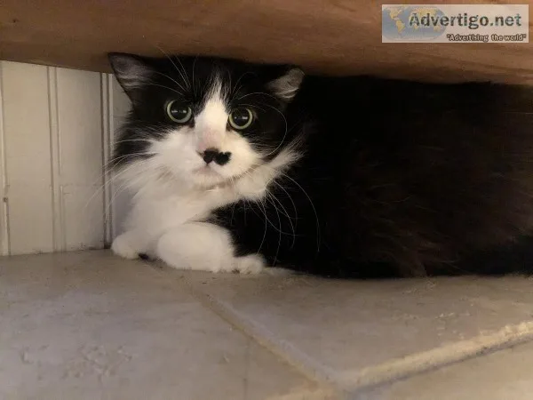 Rehoming 3 Cats