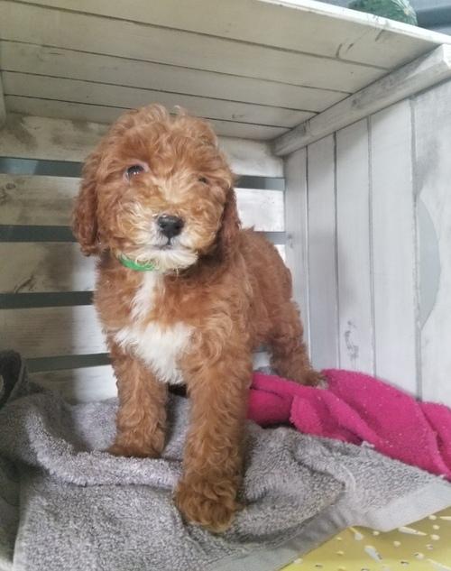 Adorable Golden Doodle puppies ready
