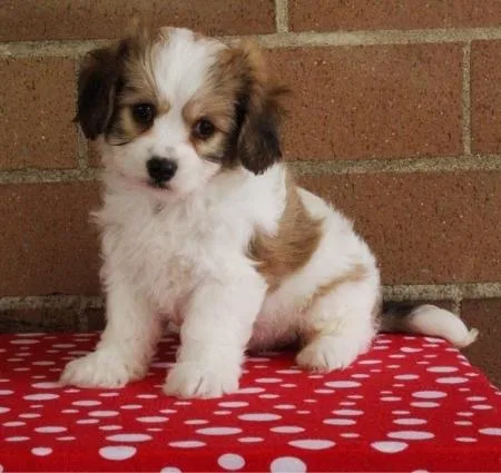 Sweet Cavachon Puppies For Loving homes