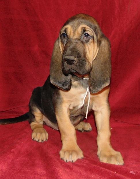 Home Raised Bloodhound Puppies available