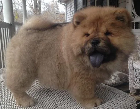 Beautiful Chow Chow puppies Ready Now.