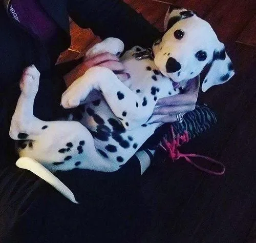 Well Socialized Dalmatian with all papers