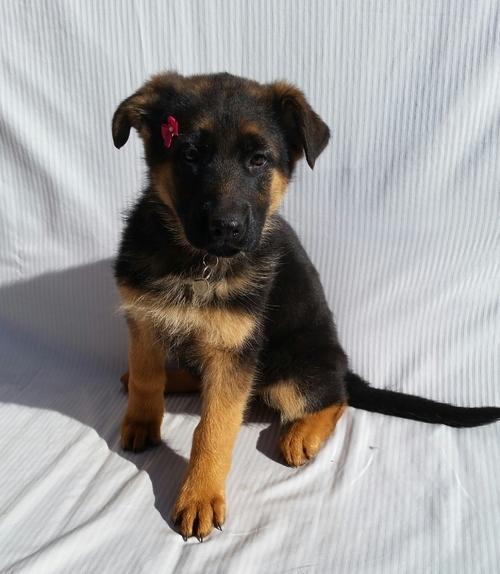 Well Socialized German Shepherd Dog (puppies)