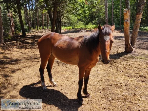 Pony mare