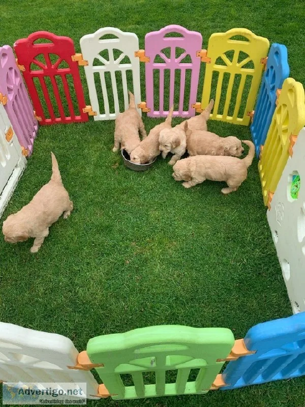 Goldendoodle Puppies