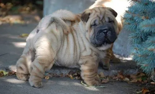 Amazing Chinese Shar-Pei Puppies
