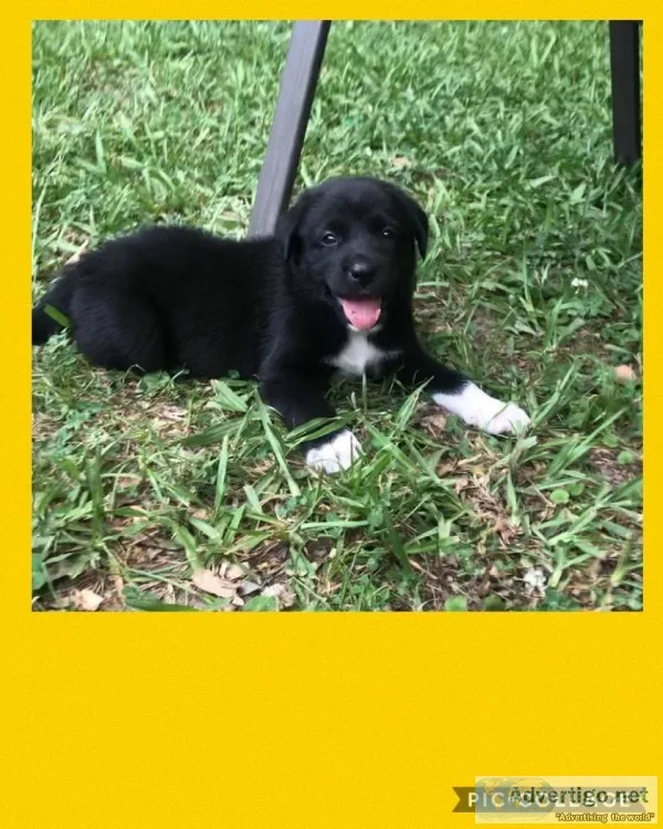 Pyrador Designer Breed Lab Great Pyranese Mix