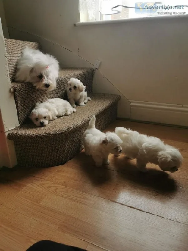 Kids lovely male and female Maltese puppies