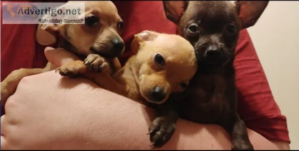 Free Chiweenie Puppies
