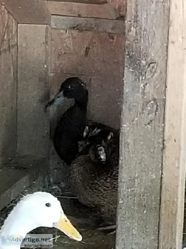 Ducks