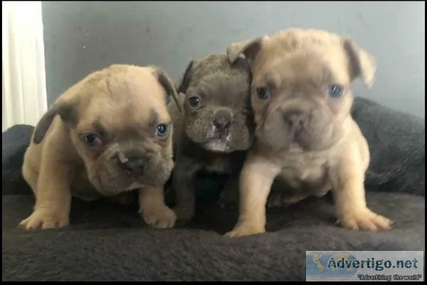 3 Beautiful French Bulldog puppies