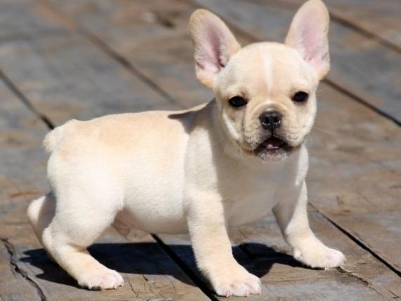 3 Males and 2 females French Bulldog puppies