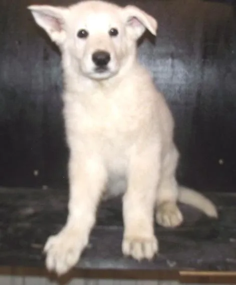 AKC White German Shepherd puppies.