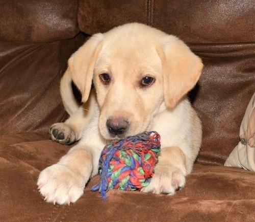 Healthy Labrador Retriever puppies.