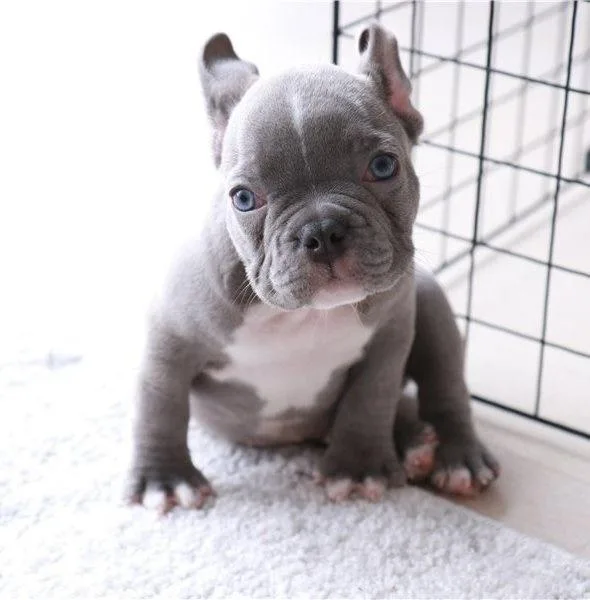 French Bulldog Puppies available now.
