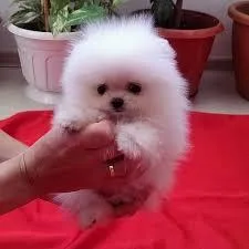 pomeranian teacup puppy