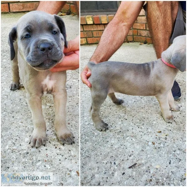 Cane Corso Puppies