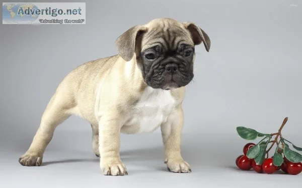 Cute White Pug for sale