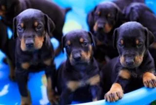Doberman Pinscher Puppies