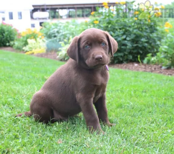 Labrador Retriever