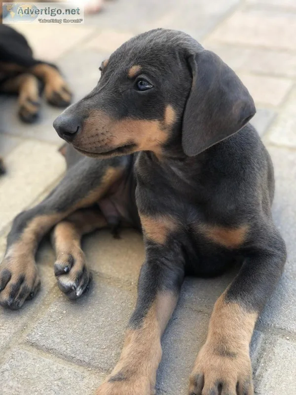 Purebred Doberman