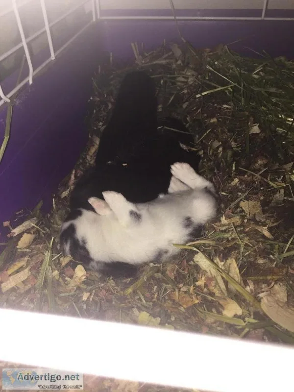 Baby rabbits 
